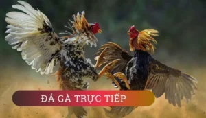 Cách Chơi Đá Gà GA28 Tại BJ66 Chi Tiết Cho Người Mới Và Cao Thủ