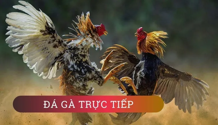 Cách Chơi Đá Gà GA28 Tại BJ66 Chi Tiết Cho Người Mới Và Cao Thủ